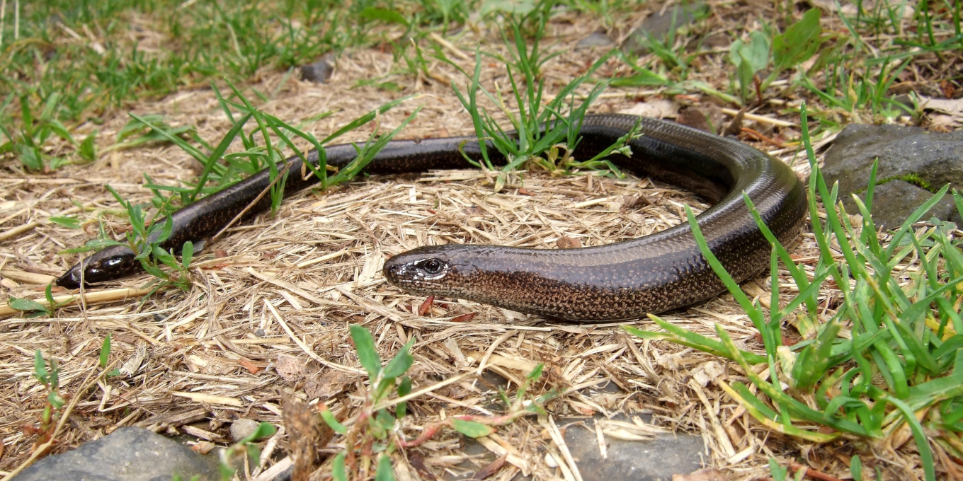 Orvet fragile (Anguis fragilis) © Christian Aussaguel